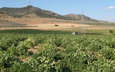 Ruta del Vino