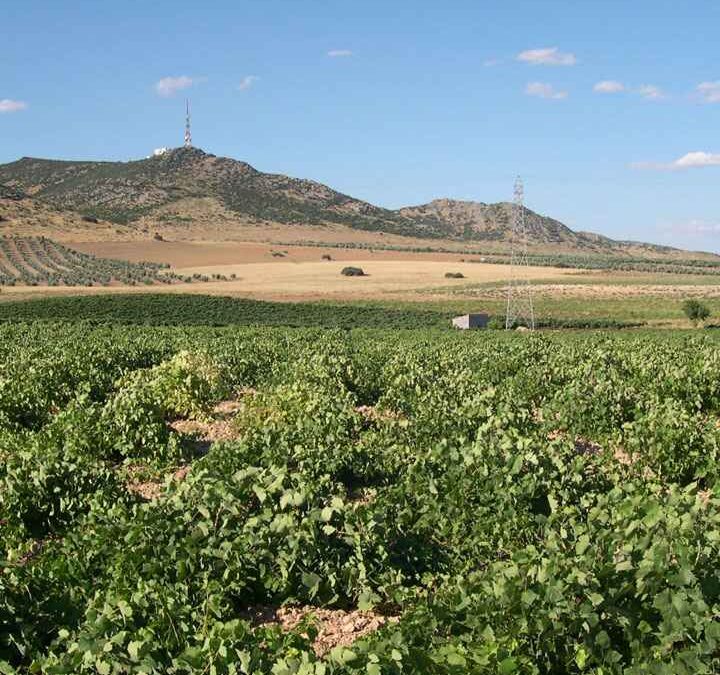Ruta del Vino